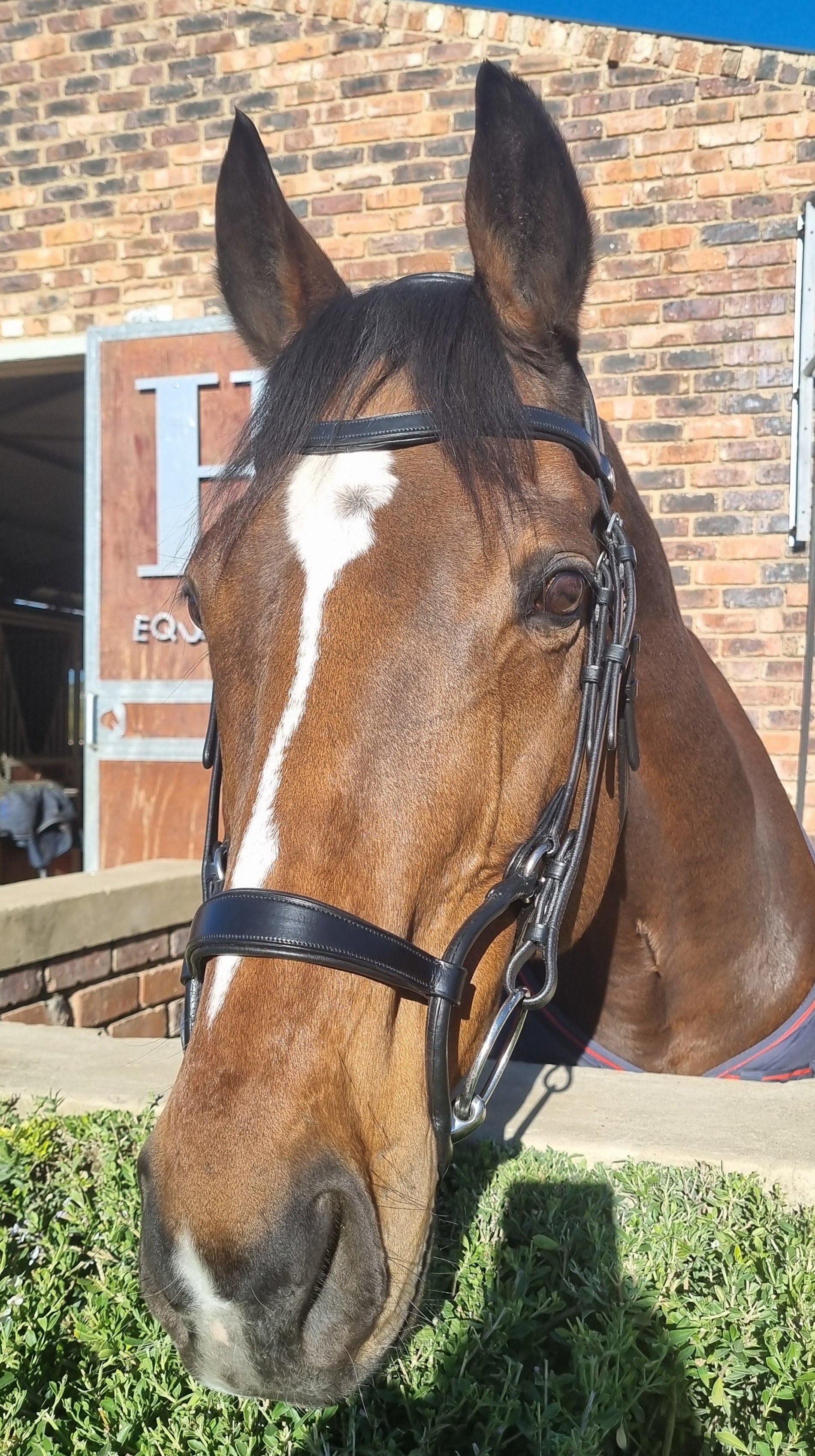 Bridle Anatomic Rolled Solo